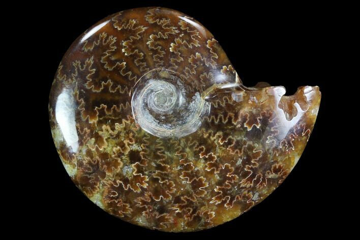 Polished, Agatized Ammonite (Cleoniceras) - Madagascar #97267